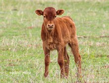 RIGHT CAROLINA DREAMON/FIRESTORM BULL