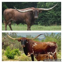 Pacific Cowboy 40 x BL Rio Sammie