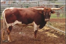 BH CIMARRON