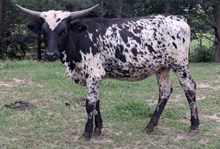 BLACKJACK X COWGIRL COYOTE HEIFER