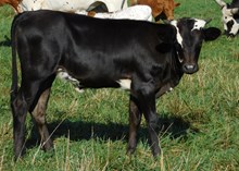 BLACKJACK X INDIAN MAIDEN HEIFER