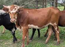 BLACKJACK X JUICY DO HEIFER