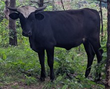 BJ X HUNTER ROSE HEIFER