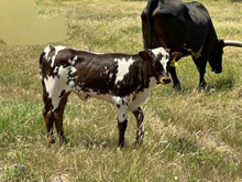 BLACK LADY TESSAS ACE HEIFER