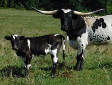BUSINESS X BLACK SUGAR BULL