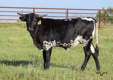 HL Jango x BL Bessie 304