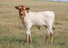 HL Draft Pick X BL Daisy 147