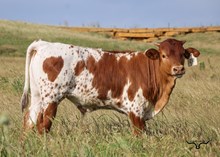 BR Cracker Jack X BL Dream Girl