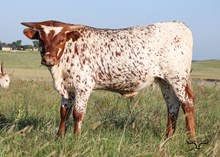 HL Draft Pick X BL Falling Star 342