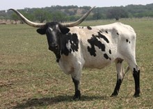 BL Gypsy