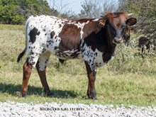 DCT - HIGHGARD x BL ITCHIT - STEER