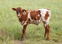 BR Cracker Jack X BL Mamba 168