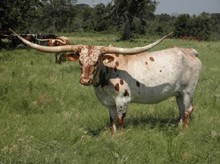 BL SAGE HEN 641