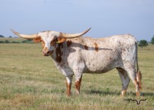 BL Shooting Star 409