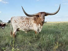 BL SPECKLED DARLIN