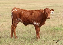 HL Draft Pick X BL Tickle Me X944