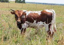 M7 Johnny Cash X BL Yoshie 239