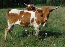 BOOMER (L4 TRIPLET HEIFER 3)