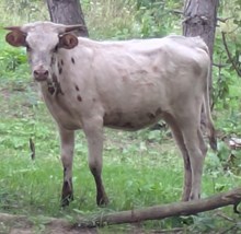 BRAVO X ANNIE OAKLEY HEIFER