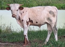 BRAVO X EXAMPLE BULL