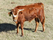 BULL 478