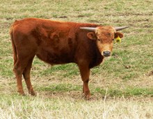 BULL 480