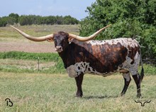 X24  BRAZOS KACIE 71/21