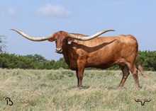 X26 HORSESHOE J PROMISING