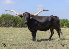 X27 BARN DANCER