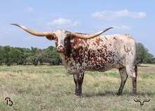 X34 LM MISS DALLAS SISSIE