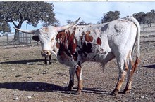 BW Big Max