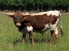 2020 Backdraft bull