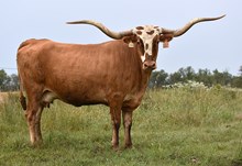 OHL BALDIE'S IDENTITY
