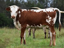 OHL BALDIE'S IDENTITY X COUNTY LINE 222 TAG 602