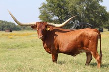 BANDITA ROJA BCB