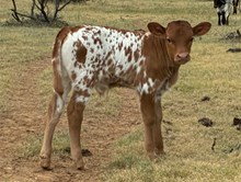 Silent Knight 672 X Red Headed Bandita BCB bull