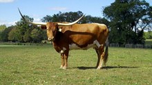BAR BQ'S MAIDEN