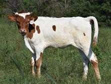 Bayou Cassie x RJF Top Gun Tag 610