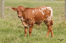 Bella Pia Bull Calf 2026