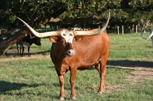 AL Nowell's Bessie