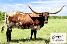 Brazos Betsy 101/21