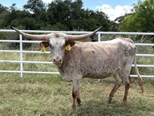 DB CONTESTED’S BETTY