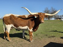 Big Valley 61