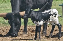 Black Opal's 2026 heifer