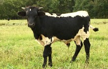 Tuff Hombre x Dixie Black Top