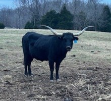 Blackie 79/6