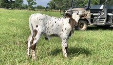 Blacktop x Final Fifty Bull