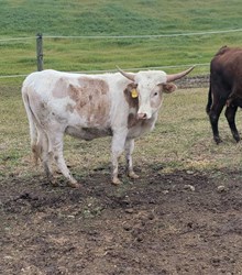 Bombshell Heifer Calf