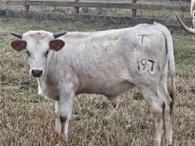 Brandywine Heifer