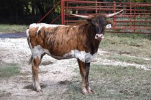 Brazos Adalee 81/25